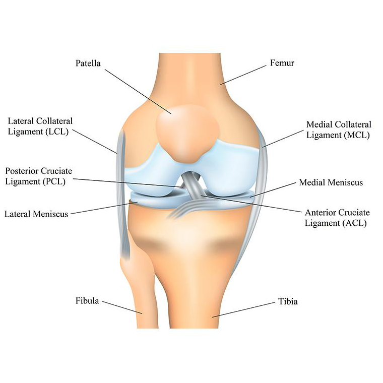 ozone water-ozone generator 