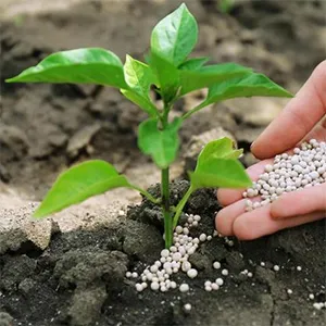 Fertilizer application of type A fine-pore silica gel.webp 
