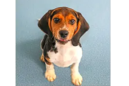 gene-edited-autism-canine-model-photo.webp