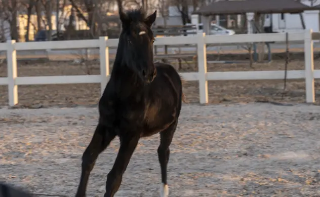 chinas-first-registered-cloned-warm-blooded-horse.webp