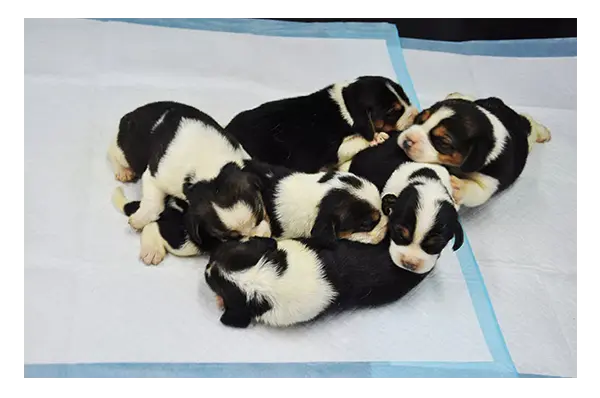 test-tube-dogs-pic.webp