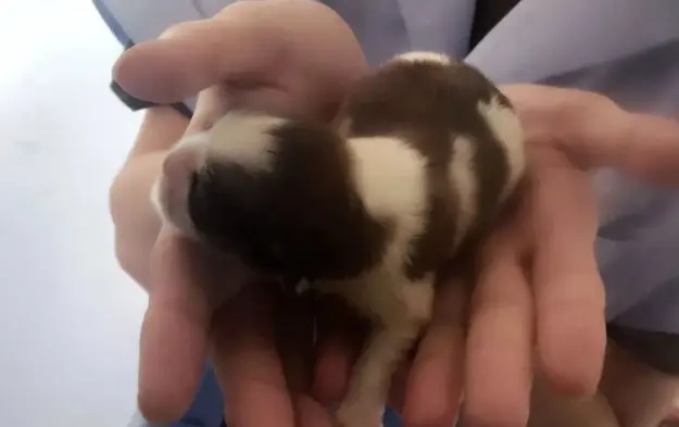 chinas-first-commercially-cloned-dog.webp