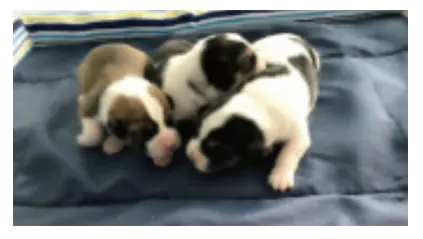 worlds-first-ivm-ivf-dog-pic.webp