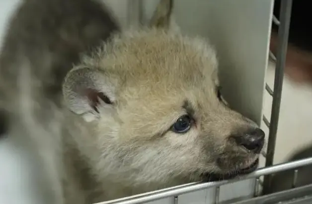worlds-first-cloned-arctic-wolf.webp
