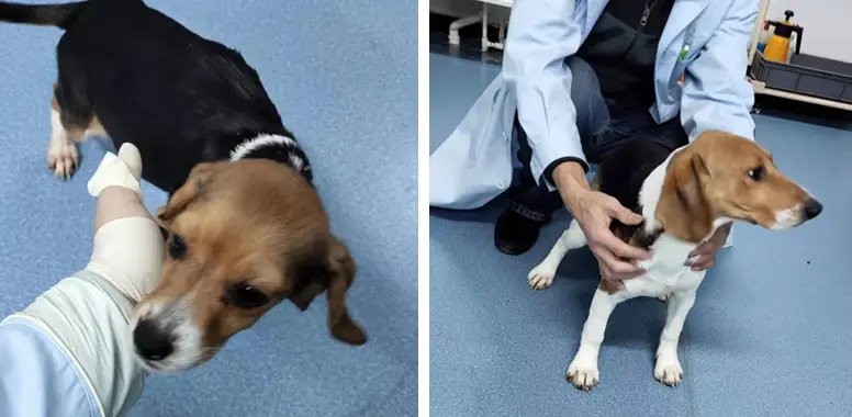 worlds-first-point-mutated-diabetes-canine-model.webp