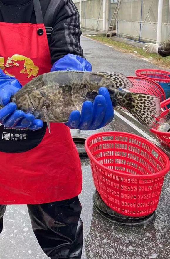  Hua Chuang Agriculture-Case03-3.jpg